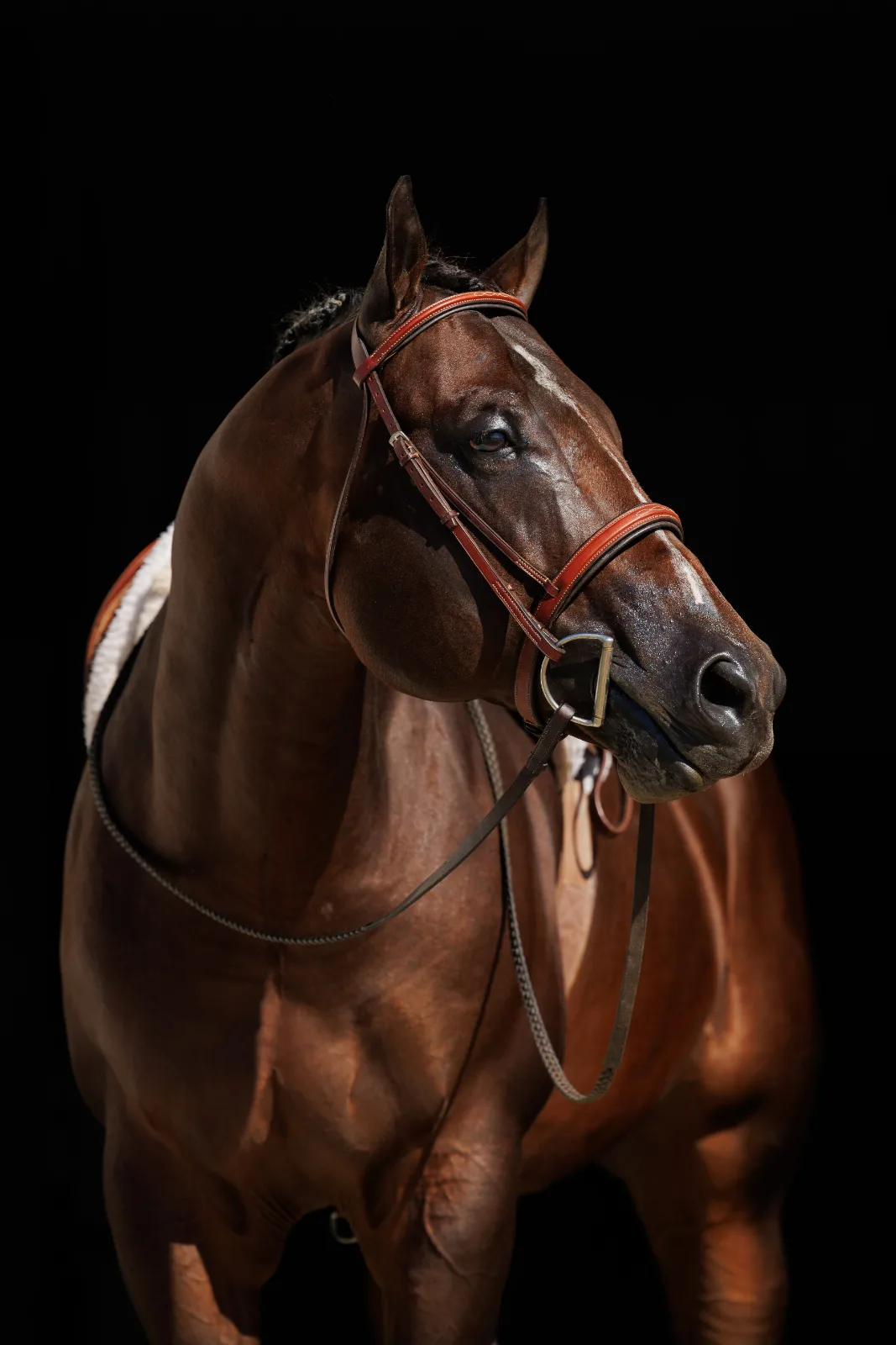 Heres To The Blue, sire